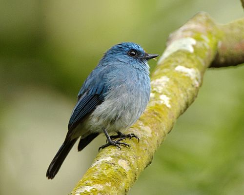 Indigo flycatcher